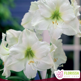 Amaryllis ‘Mount Blanc’