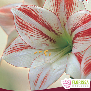 Amaryllis 'Prancer'