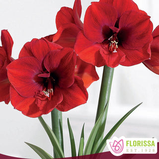 Amaryllis 'Red Lion'