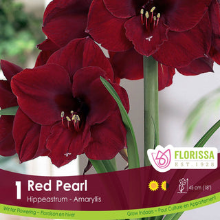 Amaryllis ‘Red Pearl’