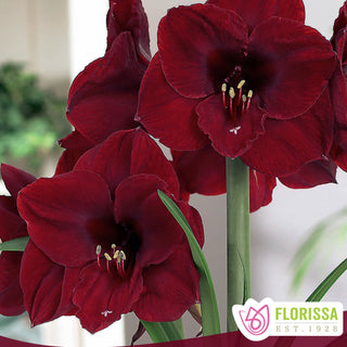 Amaryllis ‘Red Pearl’