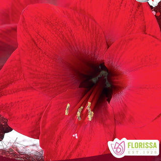 Amaryllis 'Rudolph' 