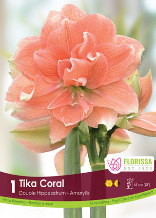 Amaryllis ‘Tika Coral’