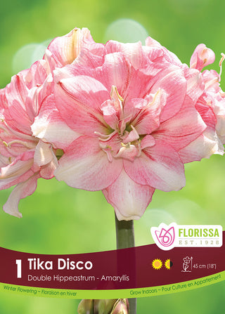 Amaryllis ‘Tika Disco’