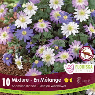 Anemone blanda ‘Grecian Mix’