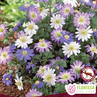 Anemone blanda ‘Grecian Mix’