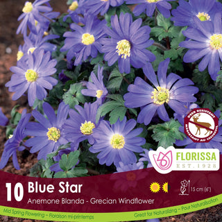 Anemone blanda ‘Blue Star’