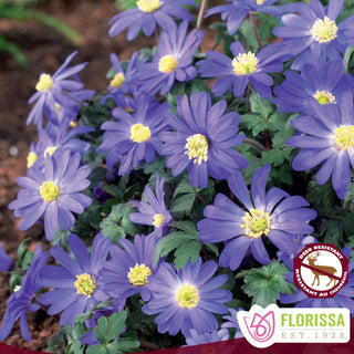 Anemone blanda ‘Blue Star’