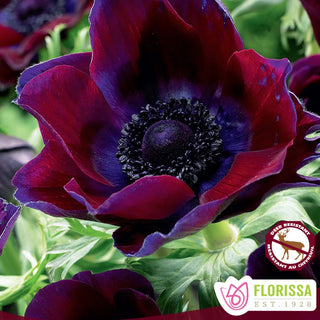 Anemone ‘Bordeaux’