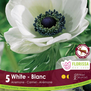 Anemone ‘Carmel White’