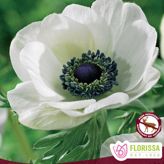 Anemone ‘Carmel White’