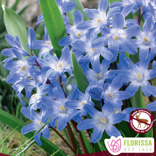 Chionodoxa Forbesii