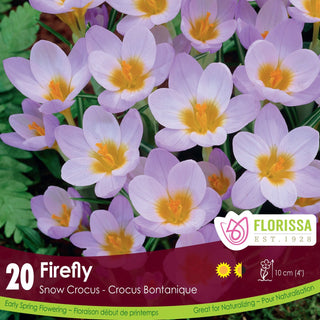 Crocus ‘Firefly’