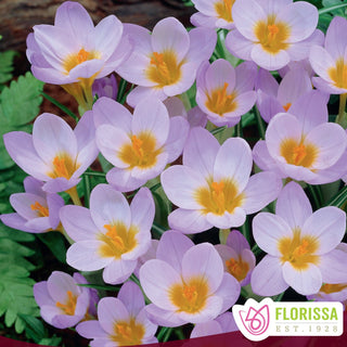 Crocus ‘Firefly’