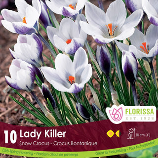 Crocus ‘Lady Killer’