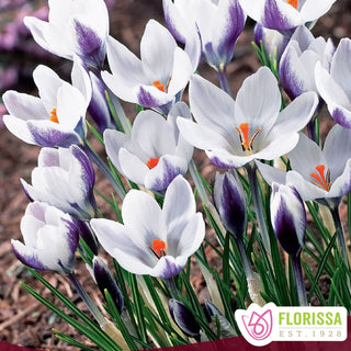 Crocus ‘Lady Killer’