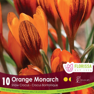 Crocus ‘Orange Monarch’