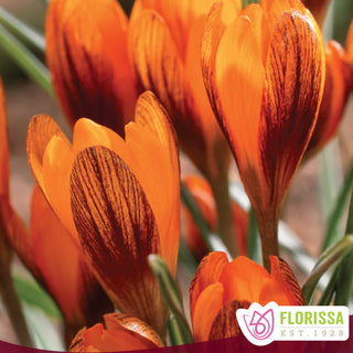 Crocus ‘Orange Monarch’