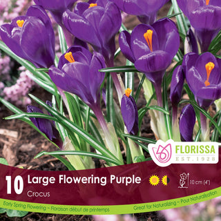 Crocus ‘Large Flowering Purple'
