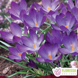 Crocus ‘Ruby Giant’