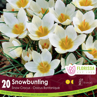 Crocus ‘Snowbunting’