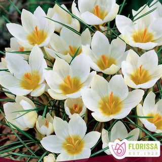 Crocus ‘Snowbunting’