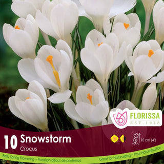 Crocus ‘Snowstorm’