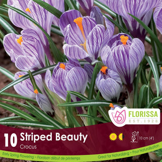 Crocus ‘Striped Beauty’