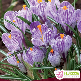 Crocus ‘Striped Beauty’