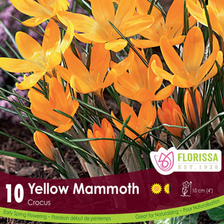 Crocus ‘Yellow Mammoth’