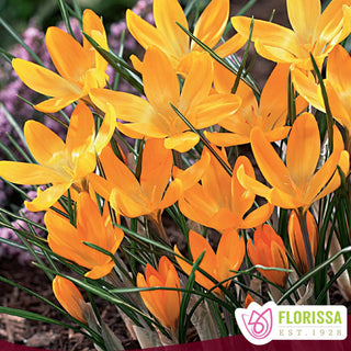 Crocus ‘Yellow Mammoth’