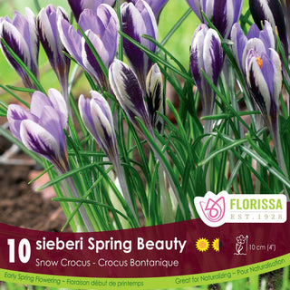 Crocus ‘Spring Beauty’