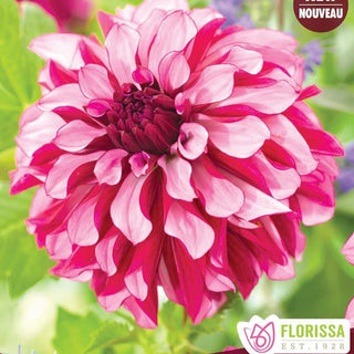 Dahlia ‘Cranberry Classic'