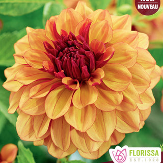 Dahlia ‘Creme de Cognac'