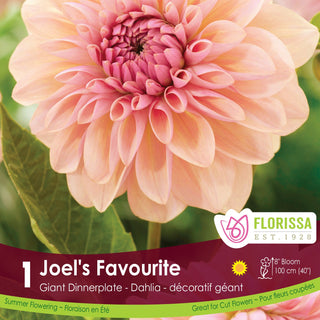 Dahlia 'Joel’s Favourite'