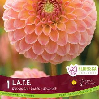 Dahlia 'L.A.T.E'