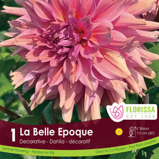 Dahlia 'La Belle Epoque'