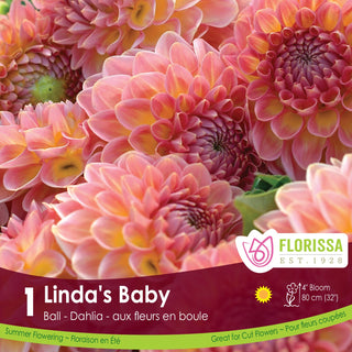Dahlia 'Linda's Baby'