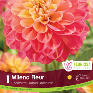 Dahlia 'Milena Fleur'
