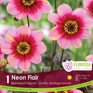 Dahlia 'Neon Flair'