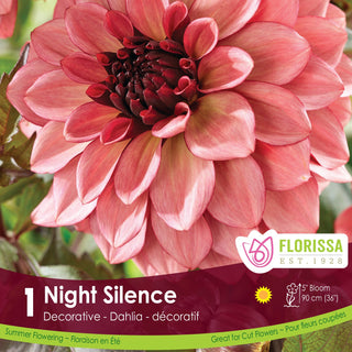 Dahlia 'Night Silence'
