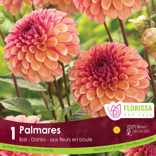 Dahlia 'Palmares'