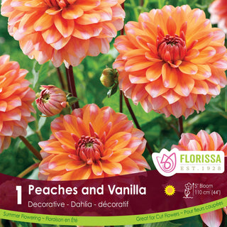 Dahlia 'Peaches and Vanilla’