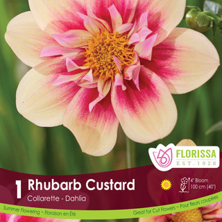 Dahlia 'Rhubarb Custard'