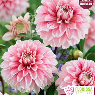 Dahlia ‘Strawberry Cream'