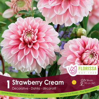 Dahlia 'Strawberry Cream'