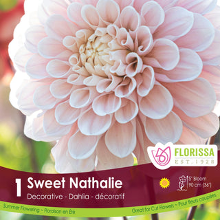 Dahlia 'Sweet Nathalie'