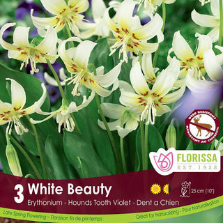 Erythronium ‘White Beauty’