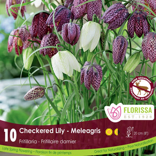 Fritillaria meleagris