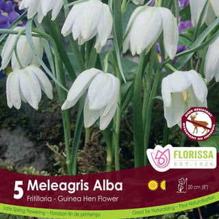 Fritillaria meleagris ‘Alba’